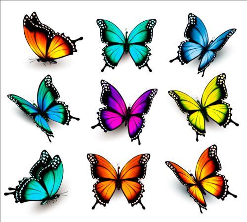 Colorful butterflies illustration vector collection 13 illustration colorful collection butterflies   