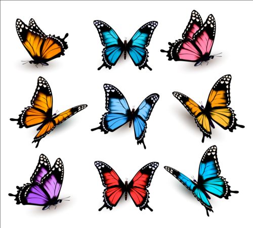 Colorful butterflies illustration vector collection 12 illustration colorful collection butterflies   