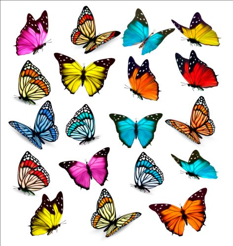 Colorful butterflies illustration vector collection 01 illustration colorful collection butterflies   