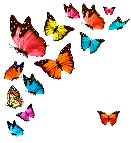 Colorful butterflies illustration vector collection 10 illustration colorful collection butterflies   
