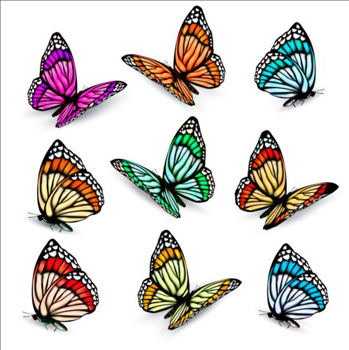 Colorful butterflies illustration vector collection 06 illustration colorful collection butterflies   