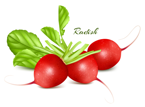 Radish with leaves vector radish leaves   