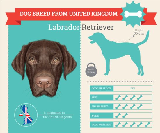 Dog breed business template vector 11 dog business breed   