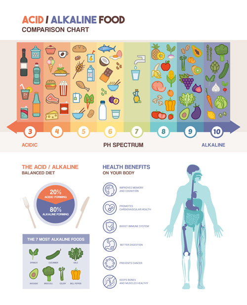 Acidic alkaline diet infographic vector 03 infographic diet alkaline Acidic   
