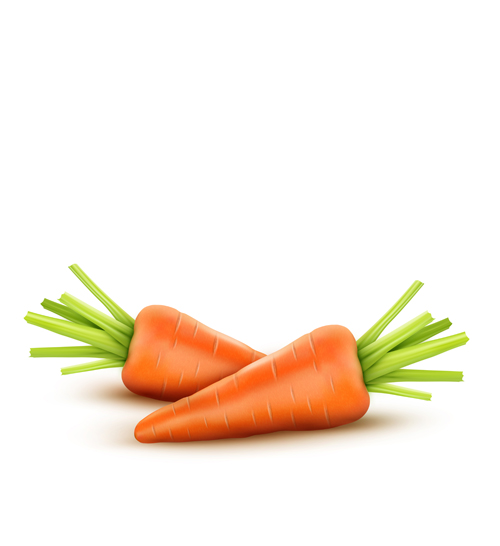 Realistic carrot vector material 02 realistic carrot   