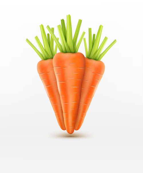 Realistic carrot vector material 01 realistic carrot   