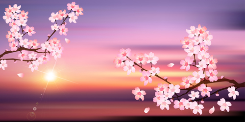 Sunset with sakura vector background sunset sakura background   