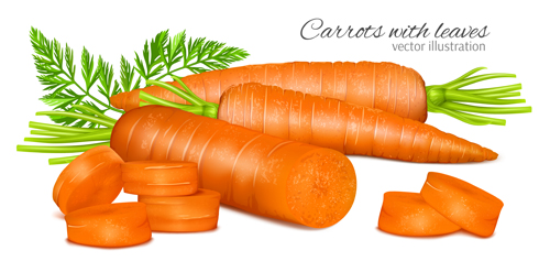 Carrots with leaves vector leaves carrots   