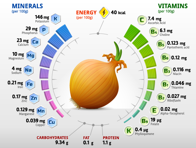 Onion vitamins infographics vector vitamins onion infographics   