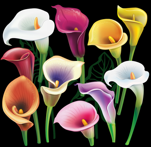 Colored calla illustration vector illustration colored calla   