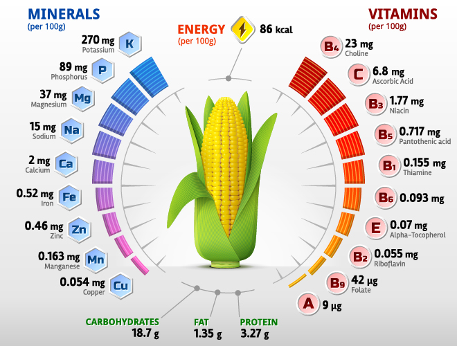 Corn vitamins infographics vector vitamins infographics corn   