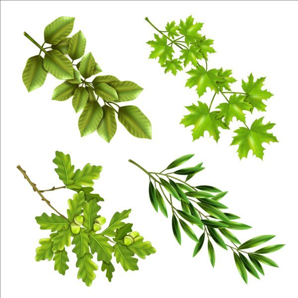 Rrees branches with green leaves vector Rrees leaves green branches   