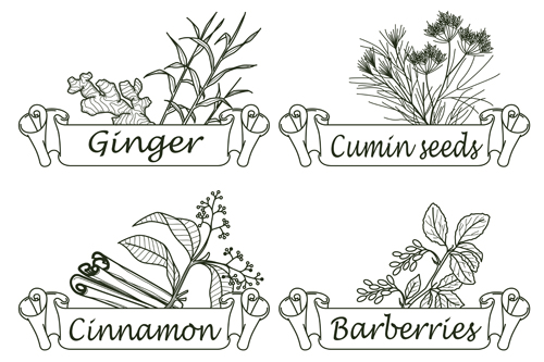 Hand drawn herbs and spices labels vector 09 spices labels herbs hand drawn   