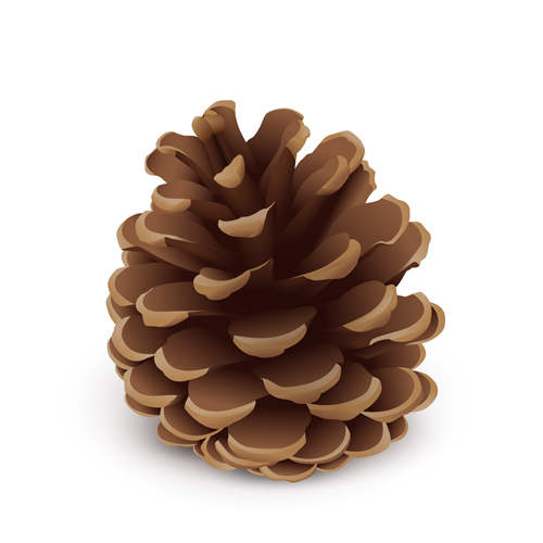 Realistlic pine cone vector material Realistlic pine material cone   