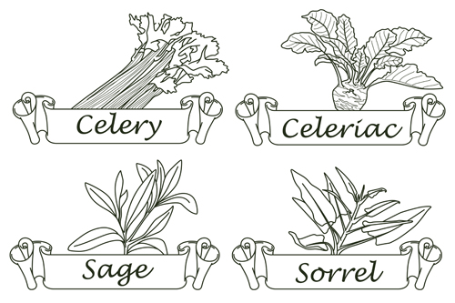 Hand drawn herbs and spices labels vector 05 spices labels herbs hand drawn   