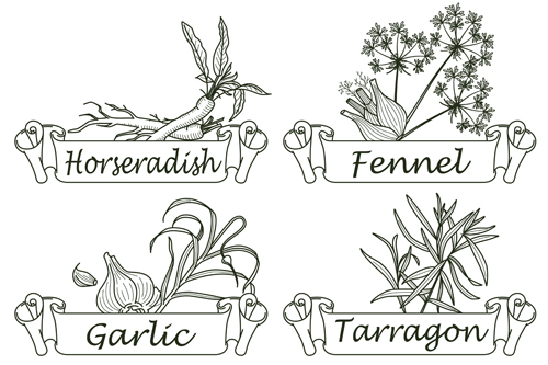 Hand drawn herbs and spices labels vector 04 spices labels herbs hand drawn   