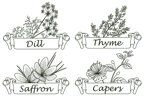 Hand drawn herbs and spices labels vector 01 spices labels herbs hand drawn   