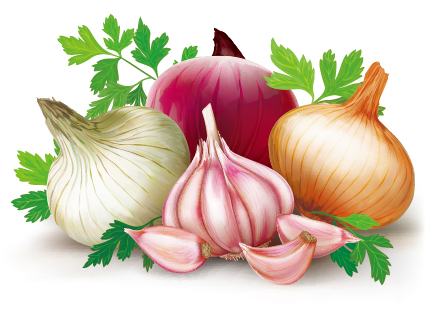 Garlic with onions vector design onions garlic design   