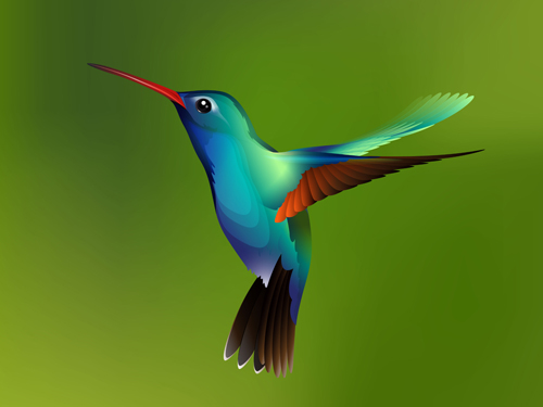 Watercolor hummingbird vector watercolor hummingbird   