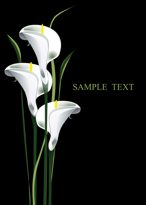 Beautiful calla with blakc background vector material calla blakc beautiful background   