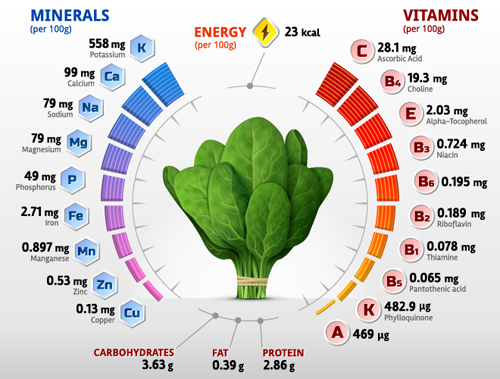 Spinach vitamins infographics vector vitamins Spinach infographics   