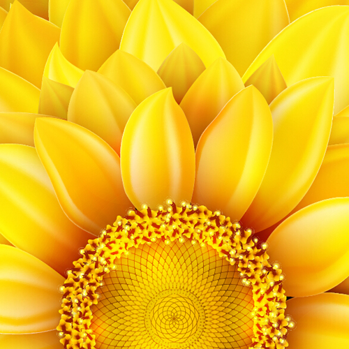 Gloden sunflower vector background 03 sunflower gloden   