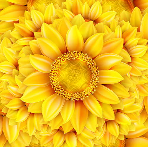 Gloden sunflower vector background 02 sunflower gloden   