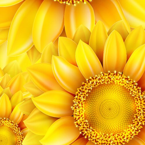 Gloden sunflower vector background 01 sunflower gloden   