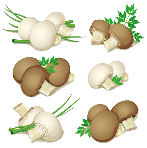 Mushrooms and vegetables leaves vector vegetables mushrooms leaves   