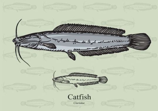 Catfish fish vector fish Catfish   