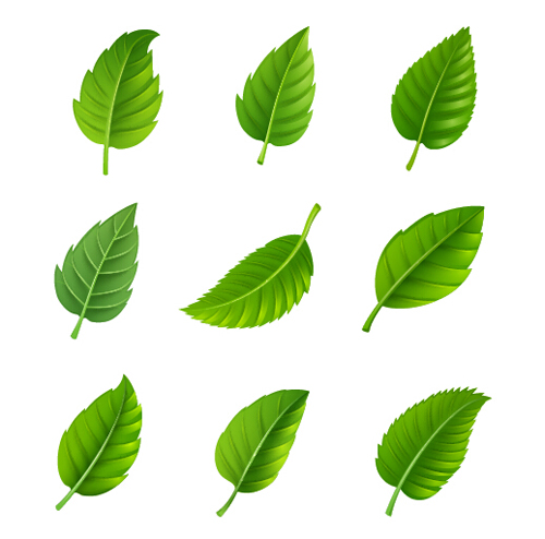 Realistic green leaves vector realistic leaves green   