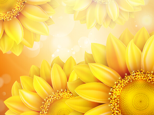 Sunflower flower with bokeh vector background 13 sunflower flower bokeh background   