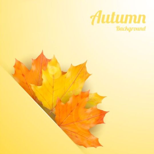 Maple leaves with autumn background vector 03 maple leaves background autumn   