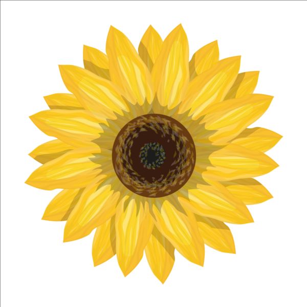 Simlpe sunflower vector sunflower Simlpe   