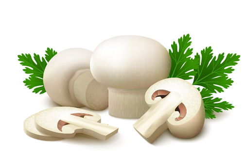 White champignon and parsley leaves vector white parsley leaves Champignon   
