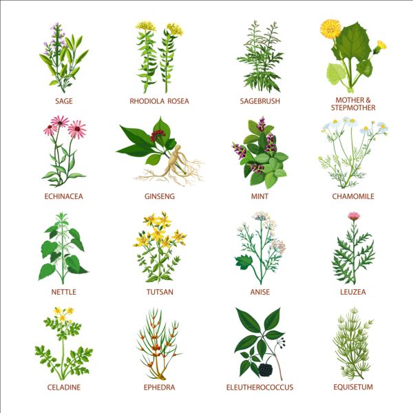Different plants vector illustration set plants illustration different   