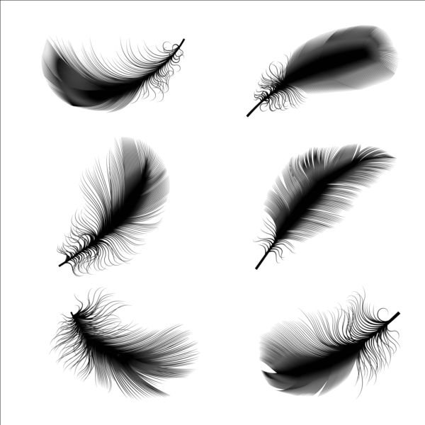 Black feathers illustration vector set 01 illustration feathers black   