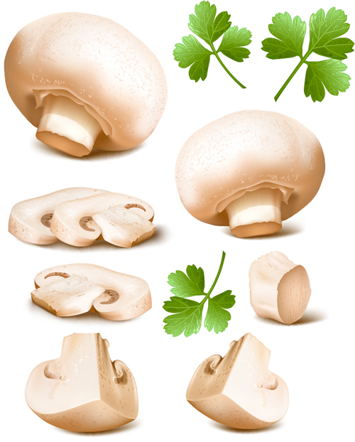 Champignon and parsley leaves vector parsley leaves Champignon   