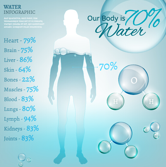 Water in human body infographic vector 04 water infographic human body   