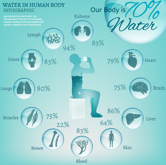 Water in human body infographic vector 03 water infographic human body   