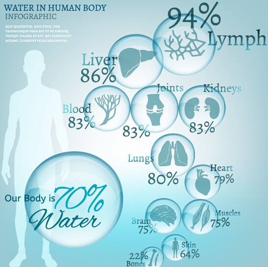 Water in human body infographic vector 02 water infographic human body   