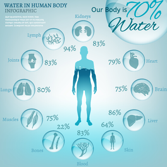 Water in human body infographic vector 01 water infographic human body   