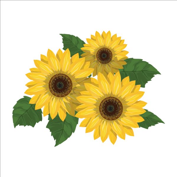 Sunflower with green leaves vector sunflower leaves green   