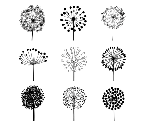 Different dandelion vector material different dandelion   