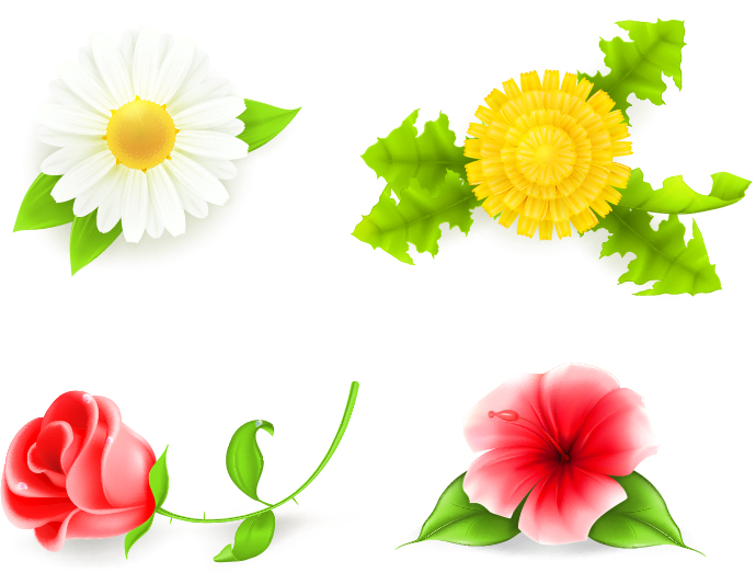 4 Kind flower vector illustration kind illustration flower   