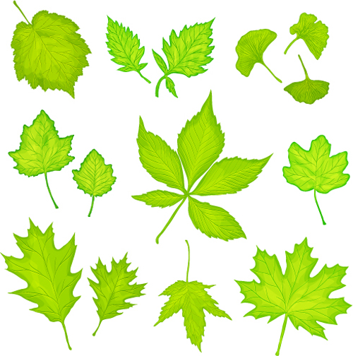 Maple leaves and ginkgo leaves vector maple leaves ginkgo   