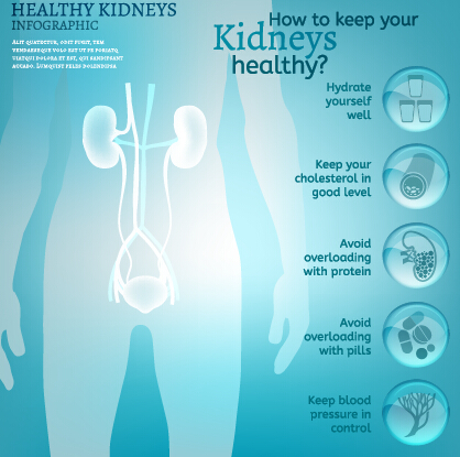 Healthy kidneys infographics vector 02 kidneys infographics Healthy   