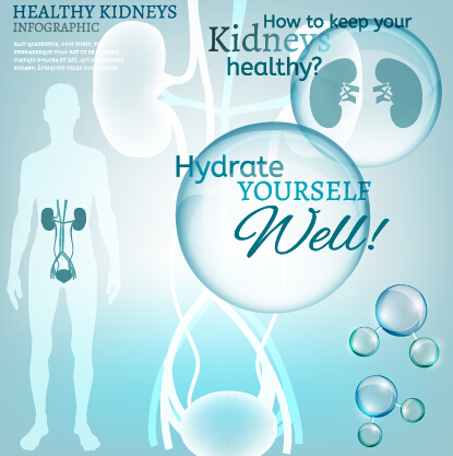 Healthy kidneys infographics vector 01 kidneys infographics Healthy   
