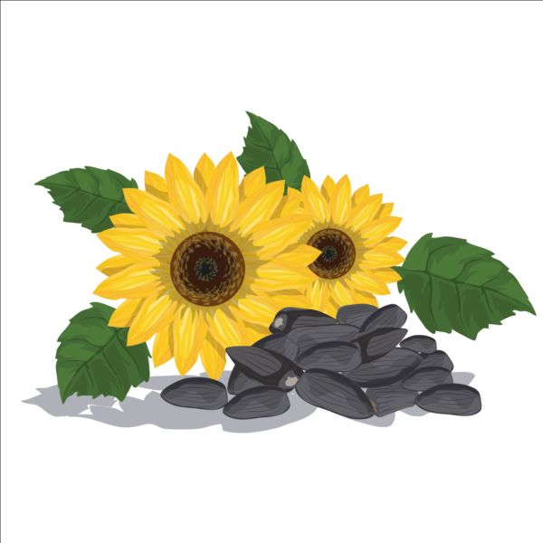 Sunflower seed vector sunflower seed   