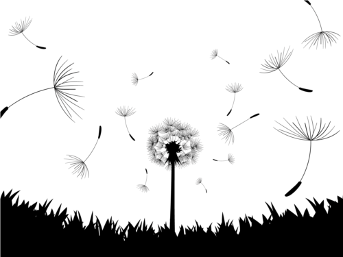 Dandelion black illustration vector 02 illustration dandelion black   